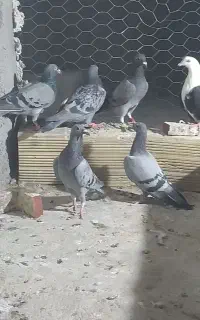 جوجه فروشی