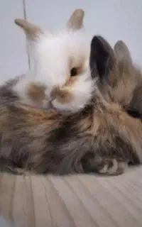 بچه خرگوش یک ماه