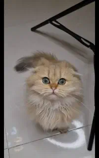 گربه ny11 وارداتی از روسیه