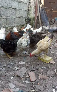 خروس محلی ومرغ تخم گذار