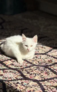 واگذاری گربه