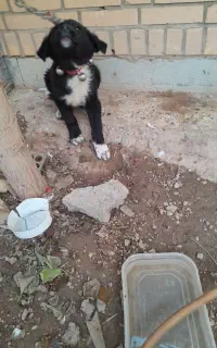 توله سگ قدرجونی