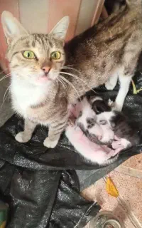 گربه