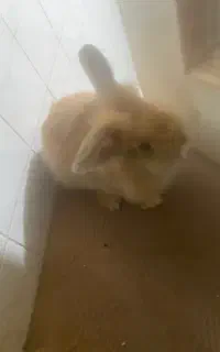 خرگوش