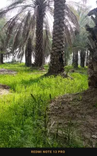اجاره درخت خرما