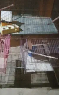 قفس پرنده