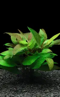 گیاه اکواریومی