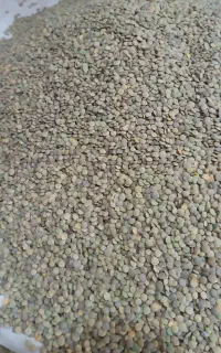 عدس