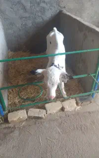 ۶راس گوساله شیر خوار صنعتی