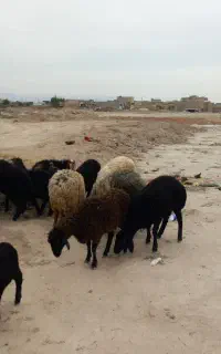 بره ماده