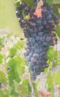 انگور شاهنی مشگین شهر