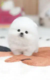 دنبال خونوادس