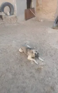 سگ گله ای