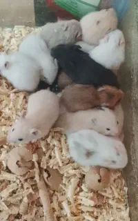 همستر مینیاتوری در همه رنگ رسید