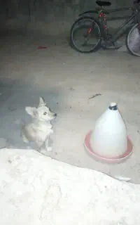 سگ پاکوتاه