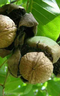 اجاره باغ گردو نقدی