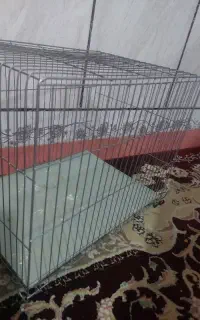 قفس