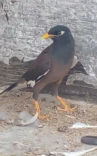 کفتر