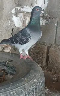 کبوتر مسافتی