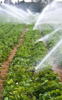 کارگر آبیار سوچو