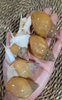 فروش ویژه حلزون خانگی