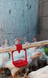 فروش جوجه تخم گذار 40روزه