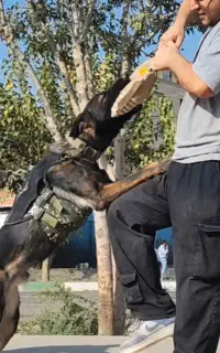 مربی سگ های خانگی و کار ، آموزش سگ کرج