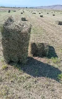 فروش یونجه