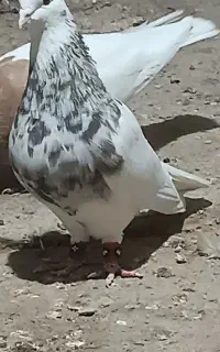 کبوتر طوقی