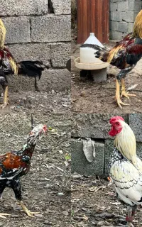 ۲تا خروس لاری و ۱ خروس سبرایت ۳تا باهم ۸ میلیون
