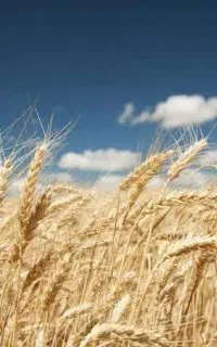 استخدام نیرو آقا جهت کار در کارگاه تولید آرد