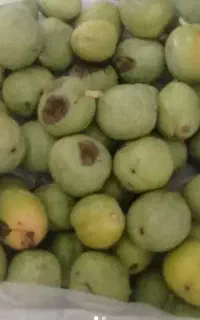 خریدار گردو با قیمت خوب