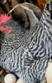 جوجه پیلیموت آمروک آمریکایی