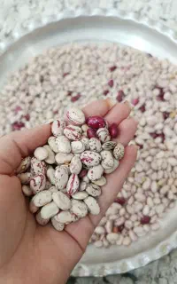 لوبیا مخلوط تمیز و باکیفیت ـ تازه و درجه یک