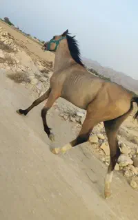 اسب دره شور