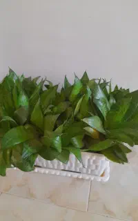 گل طبیعی