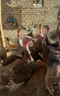 بوقلمون 6ماه