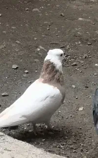 کبوتر طوقی نر