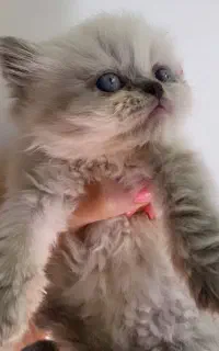 گربه