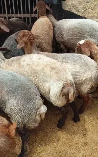 ۱۲ راس گوسفند هترو