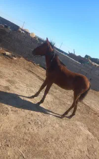 کره نریون یورغه