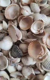 با سلام
