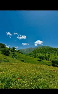 گیاه (گزره)