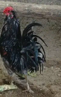 خروس گلین