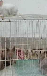 خرگوش لوپ 5 عدد  دونه ای 500