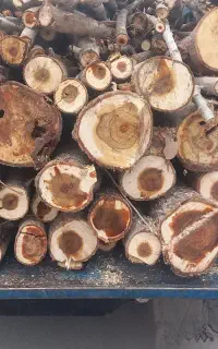 خرید و فروش چوب قطع وبرش درخت هرس کاری
