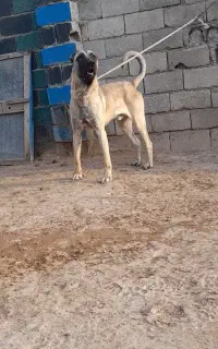 سگ‌ گله‌ سراب