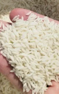 برنج طارم و شیرودی