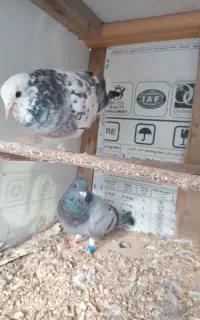 قیمت ‌دو‌‌تو‌من