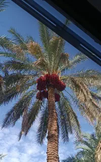 اجاره باغ خیابان طالقانی
